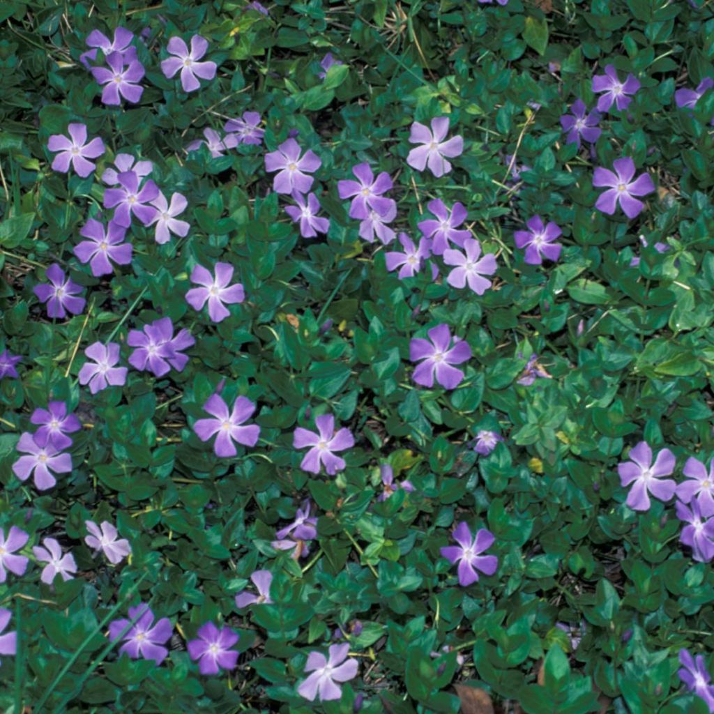 Vinca Major - Grande Pervenche - Volume 2L / 20-30cm
