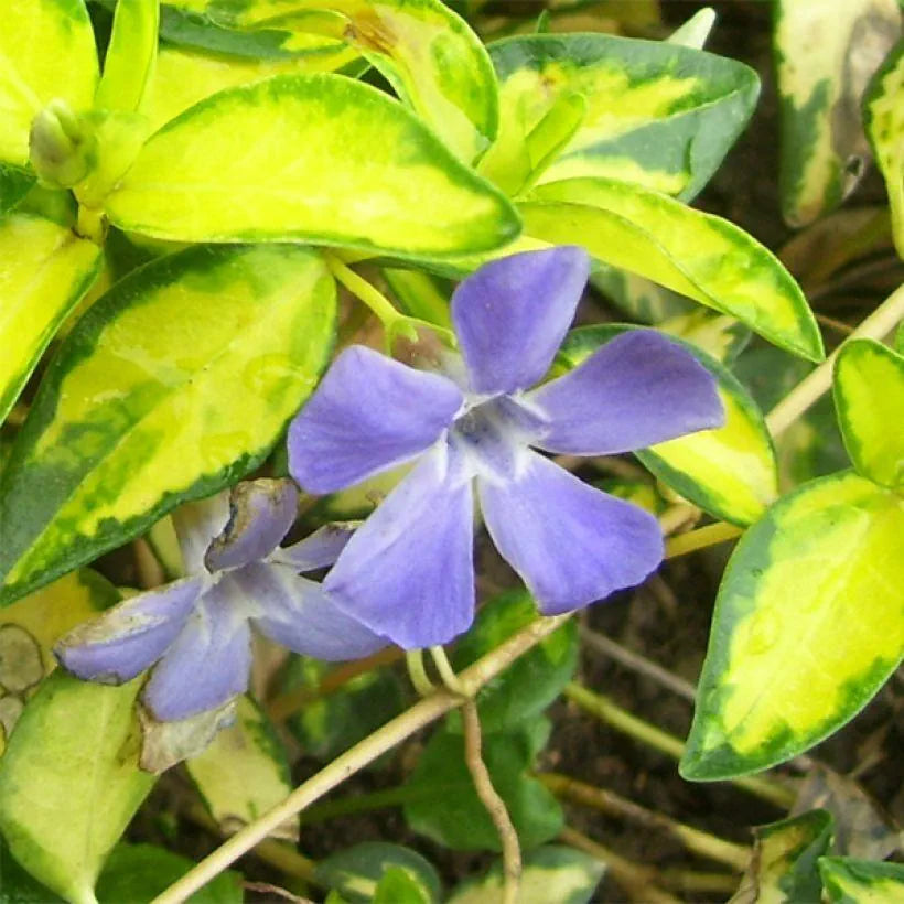 Vinca Minor Illumination - Pervenche Panachée à petites fleurs - Volume 2L / 20-30cm