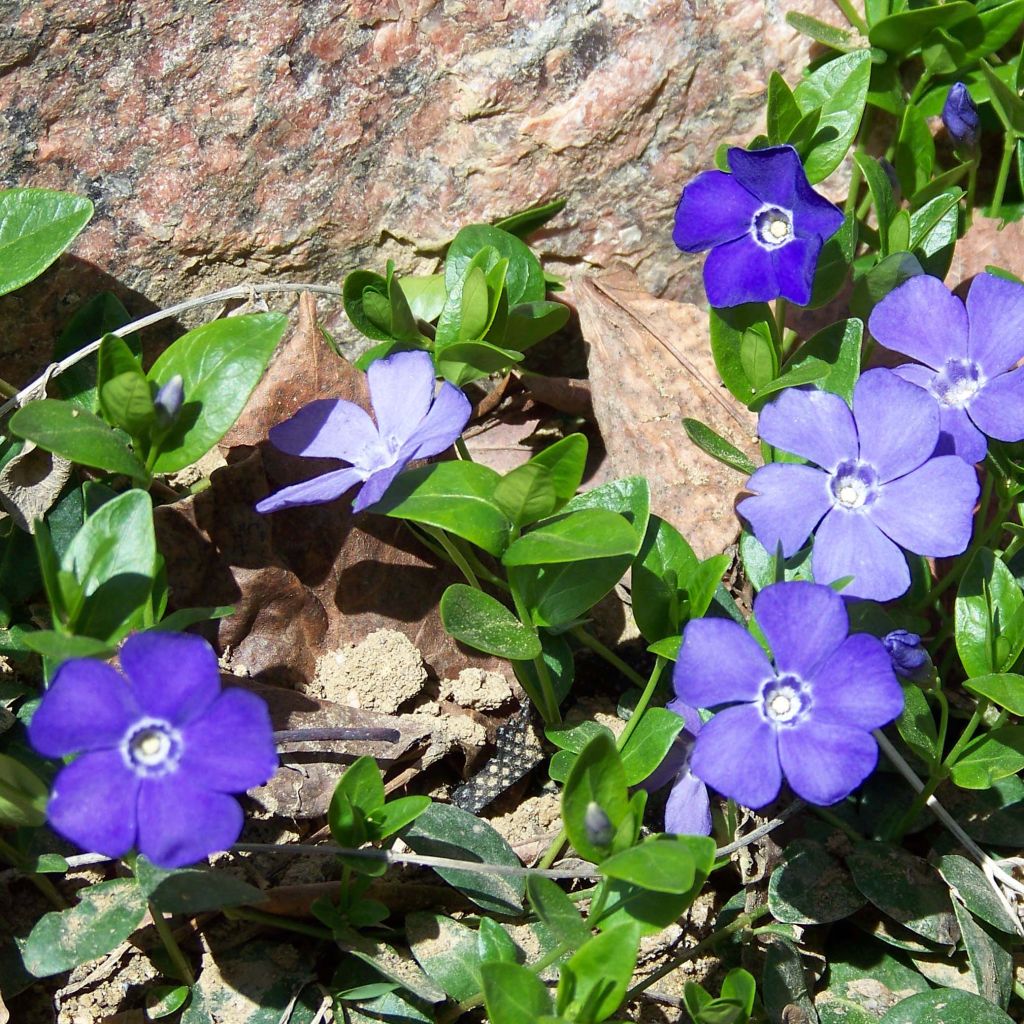 Vinca Minor - Petite pervenche - Volume 2L / 20-30cm
