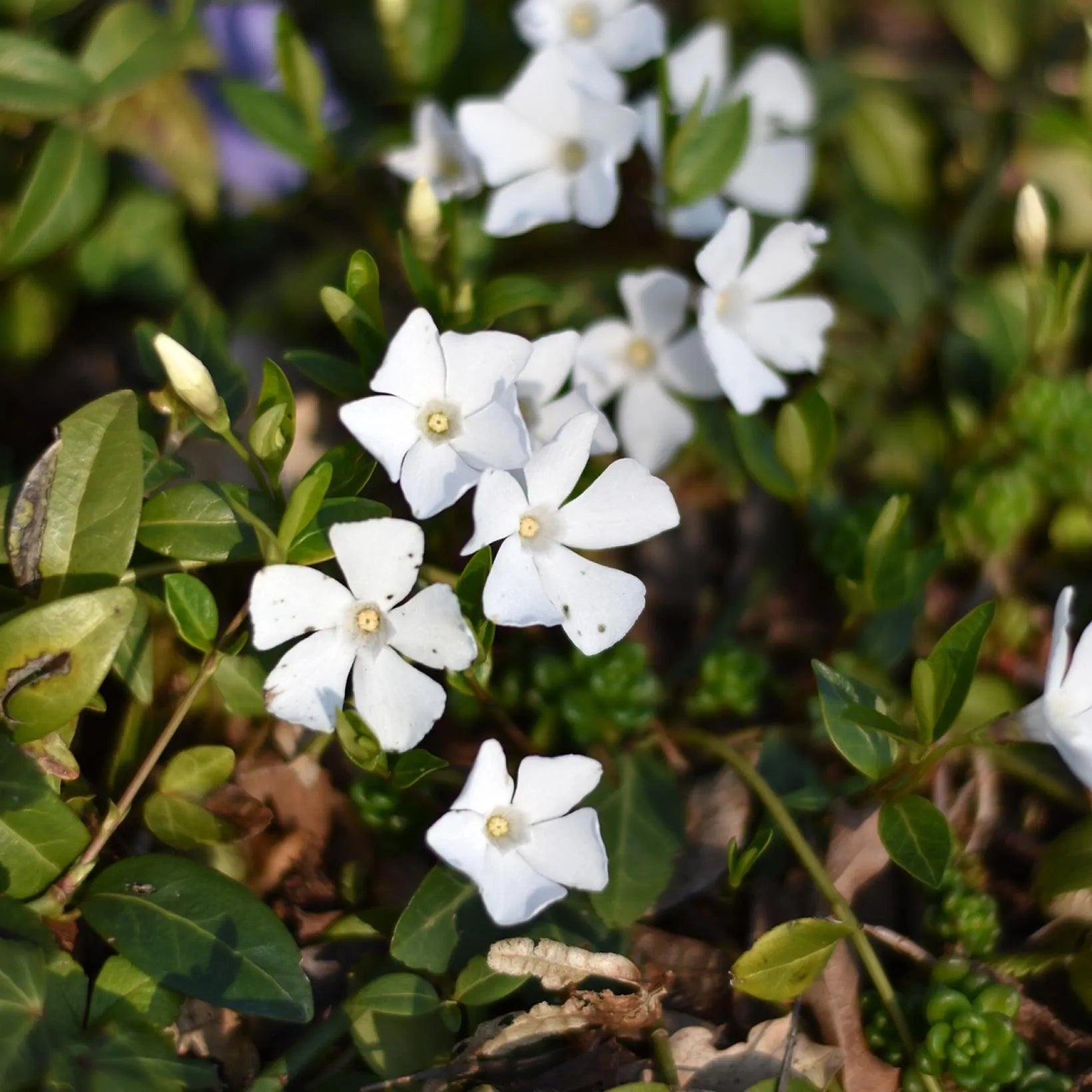 Vinca minor Alba - Petite pervenche - Volume 2L / 20-30cm
