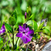 Vinca minor Atropurpurea - Pervenche à petites fleurs - Volume 2L / 20-30cm