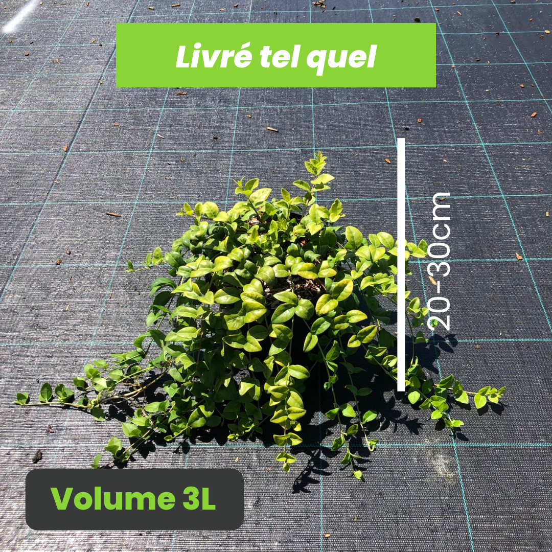 Vinca Minor Multiplex - Petite pervenche double - Volume 3L / 20-30cm