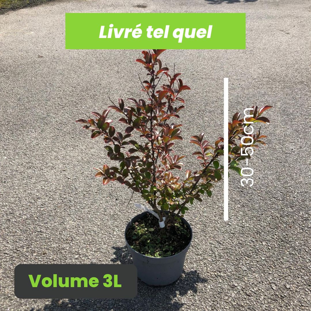 Lagerstroemia Indica Violet d'Été - Lilas des Indes - Volume 3L / 30-50cm