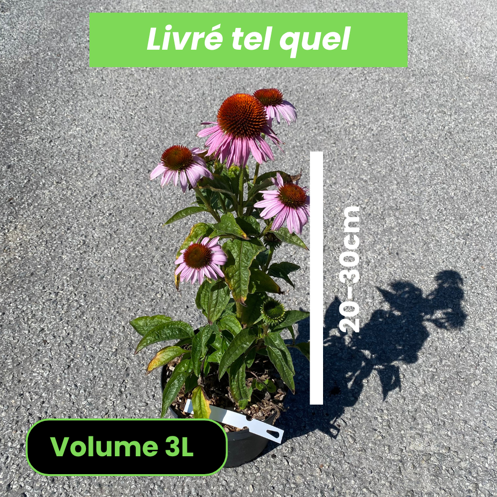 Echinacea Purpurea Magnus - Rudbeckia Pourpre - Volume 3L / 20-30cm