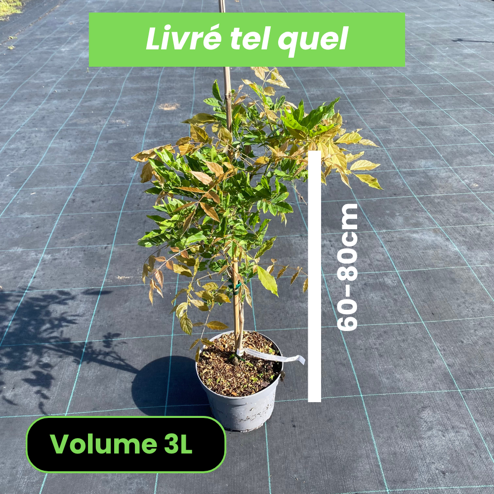 Wisteria Sinensis - Glycine de Chine - Volume 3L / 60-80cm