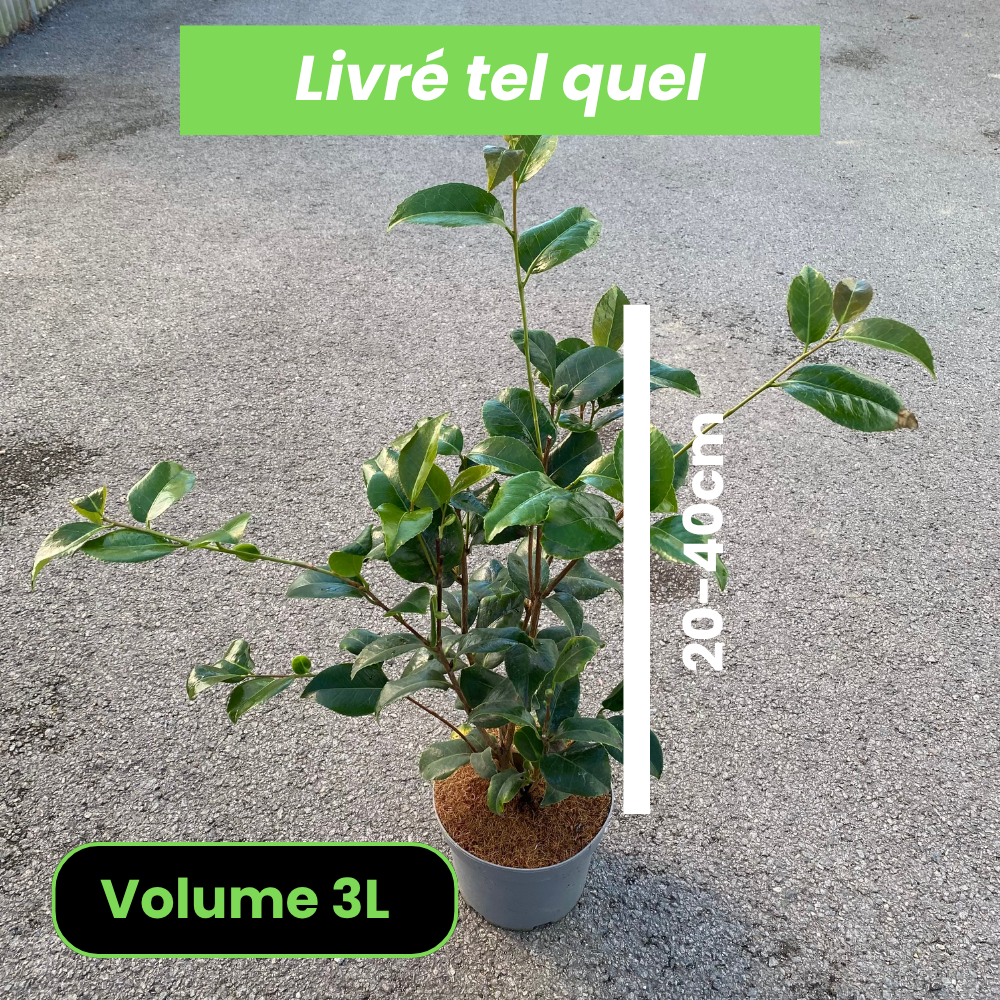 Camellia Kramer's Supreme - Camélia du Japon - Volume 3L / 20-40cm