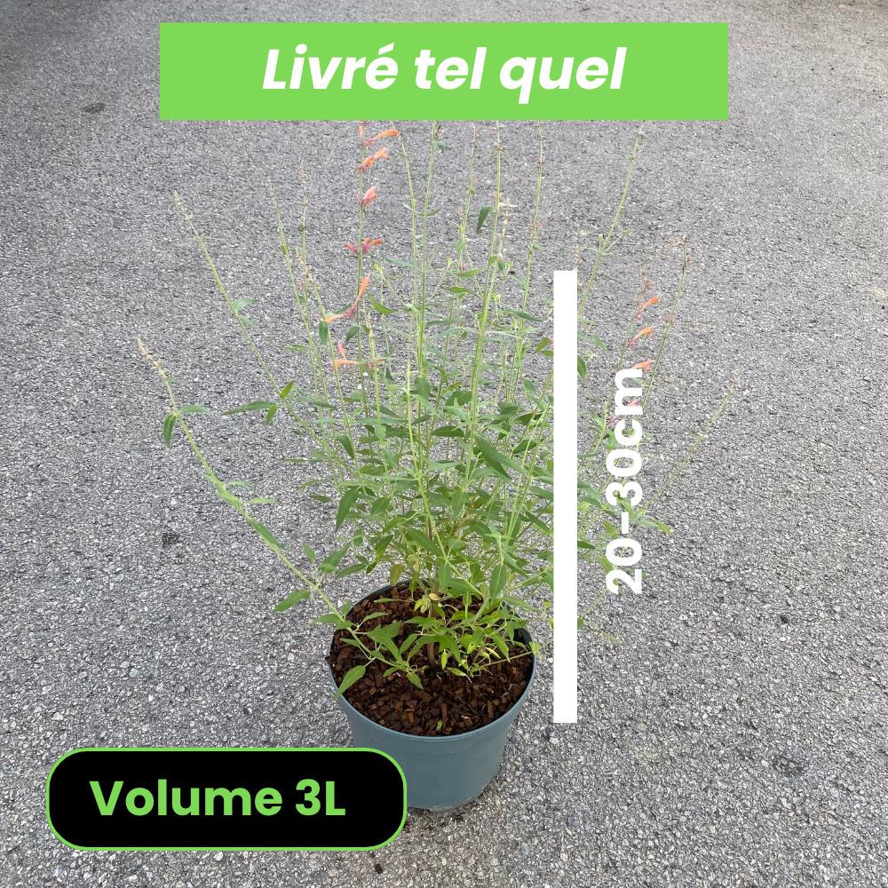 Agastache Firebird - Volume 3L / 20-30cm