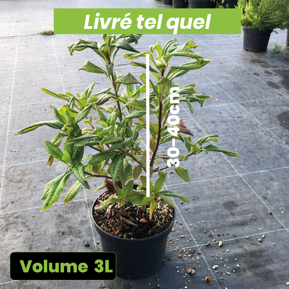 Azalea Mollis Balzac - Volume 3L / 30-40cm