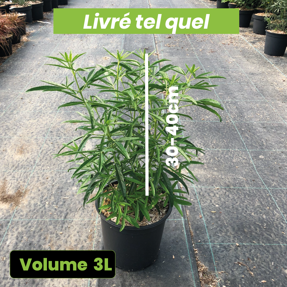 Choisya Aztec Pearl - Oranger du Mexique - Volume 3L / 30-40cm