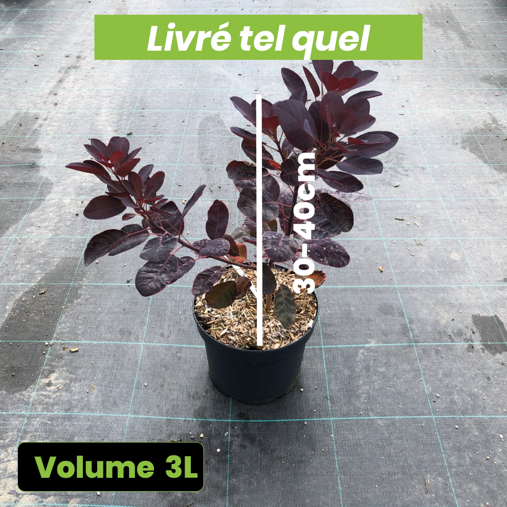 Cotinus Coggygria 'Royal Purple' - Arbre à perruque - Volume 3L / 30-40cm