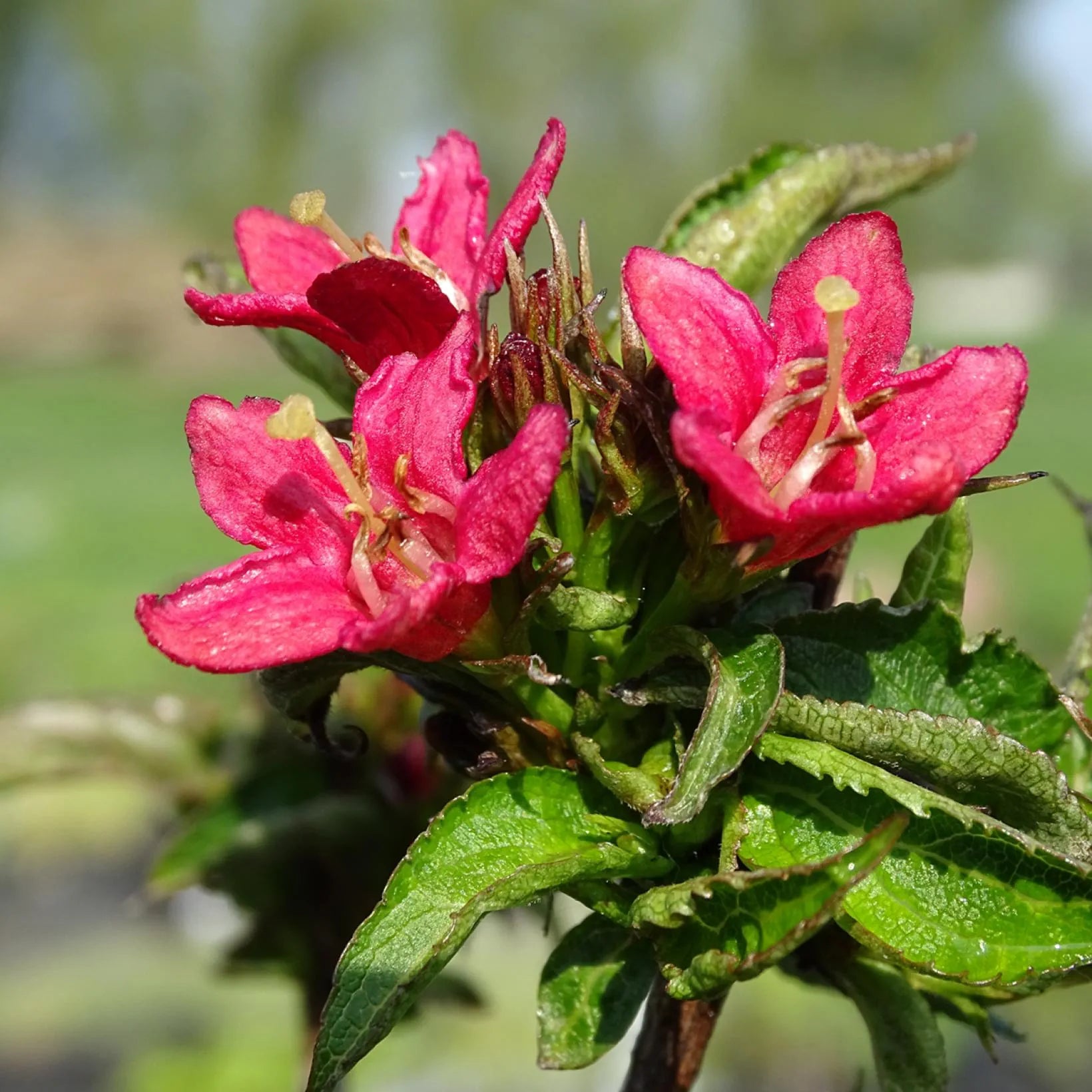 Weigela x All Summer Red - Volume 3L / 30-40cm
