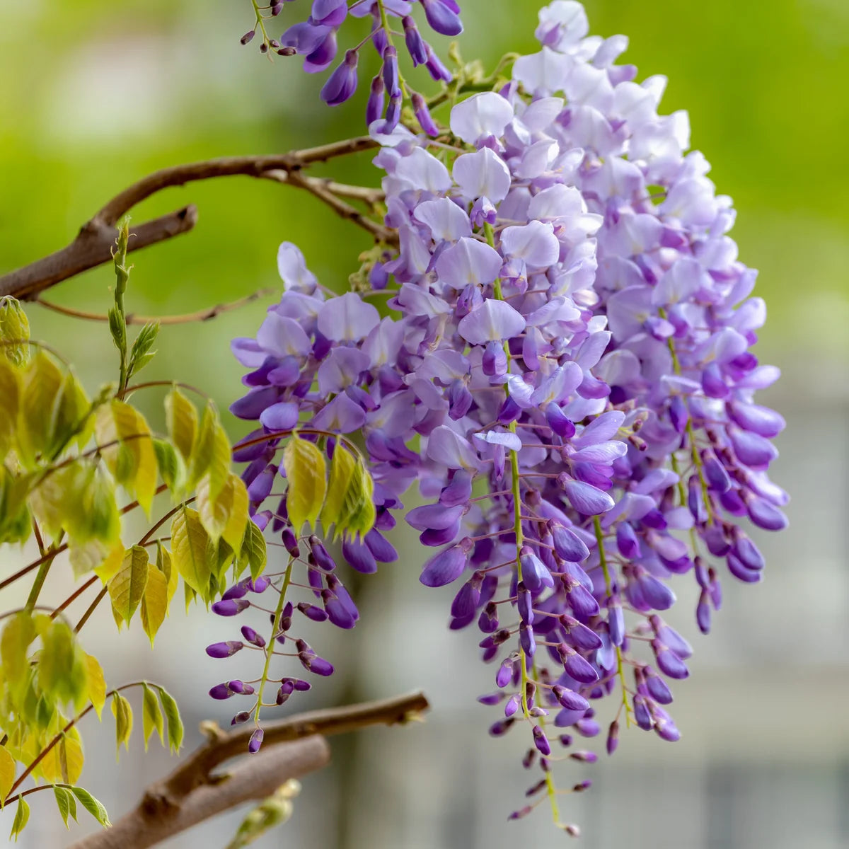 Wisteria Sinensis - Glycine de Chine - Volume 3L / 60-80cm