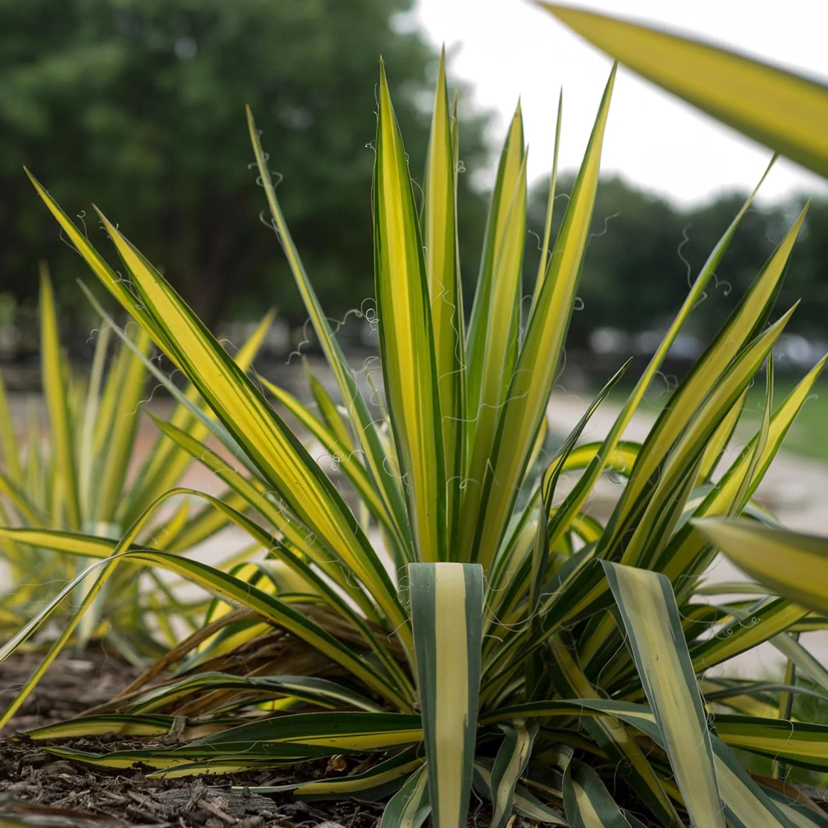 Yucca Filamentosa Color Guard - Yucca Filamenteux panaché - Volume 3L / 20-30cm
