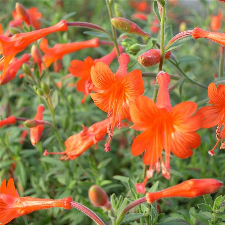 Zauschneria Californica - Fuchsia de Californie - Volume 3L / 15-20cm