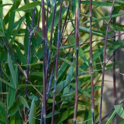 Fargesia Black Pearl - Bambou non Traçant - Volume 4L / 60-80cm