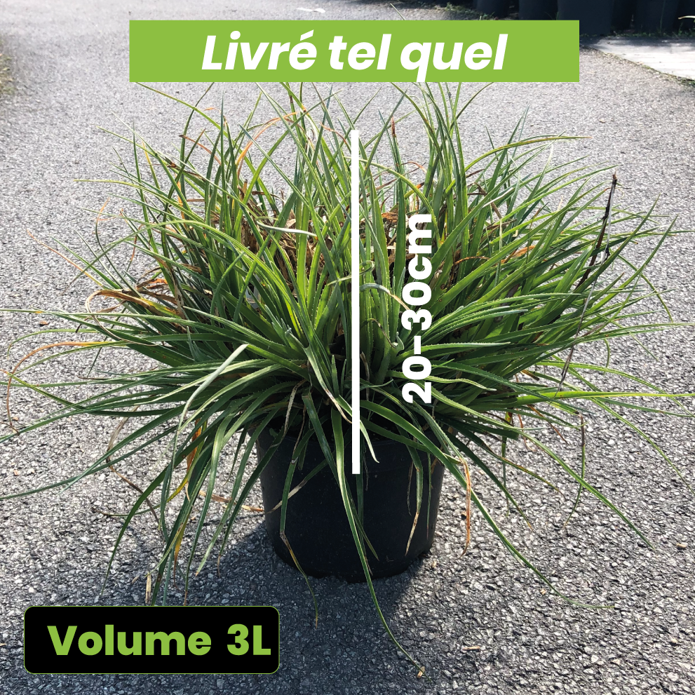 Fascicularia Bicolor - Volume 3L / 20-30cm