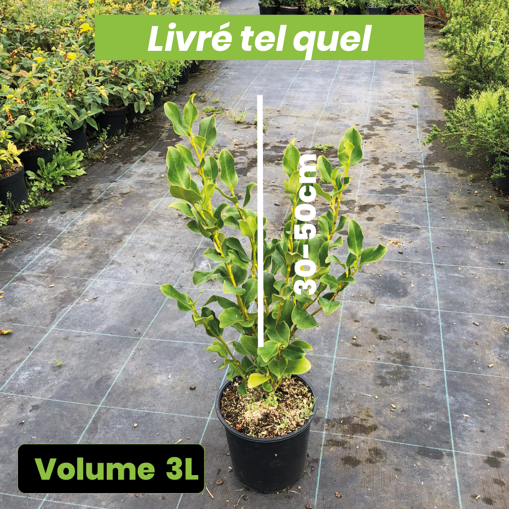 Griselinia Littoralis Emerald - Griselinie du littoral - Volume 3L / 30-50cm