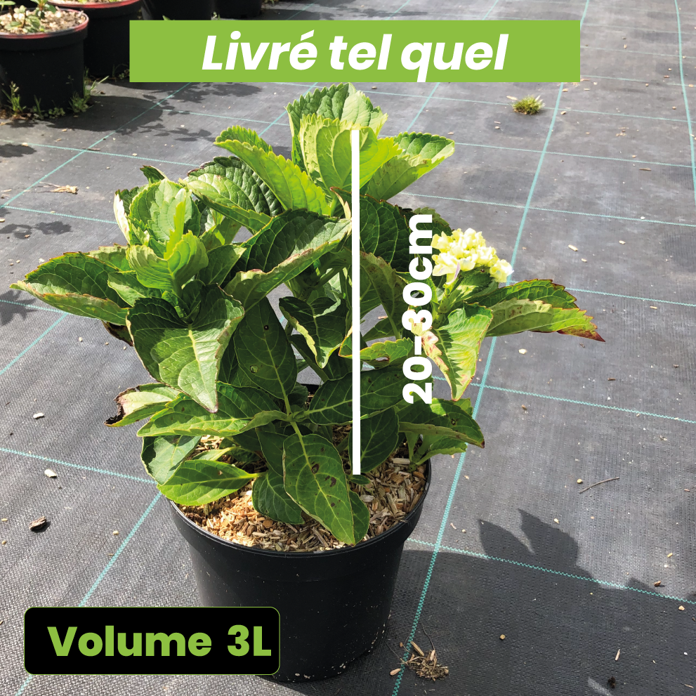 Hydrangea Macrophylla Renate Steiniger - Volume 3L / 20-30cm