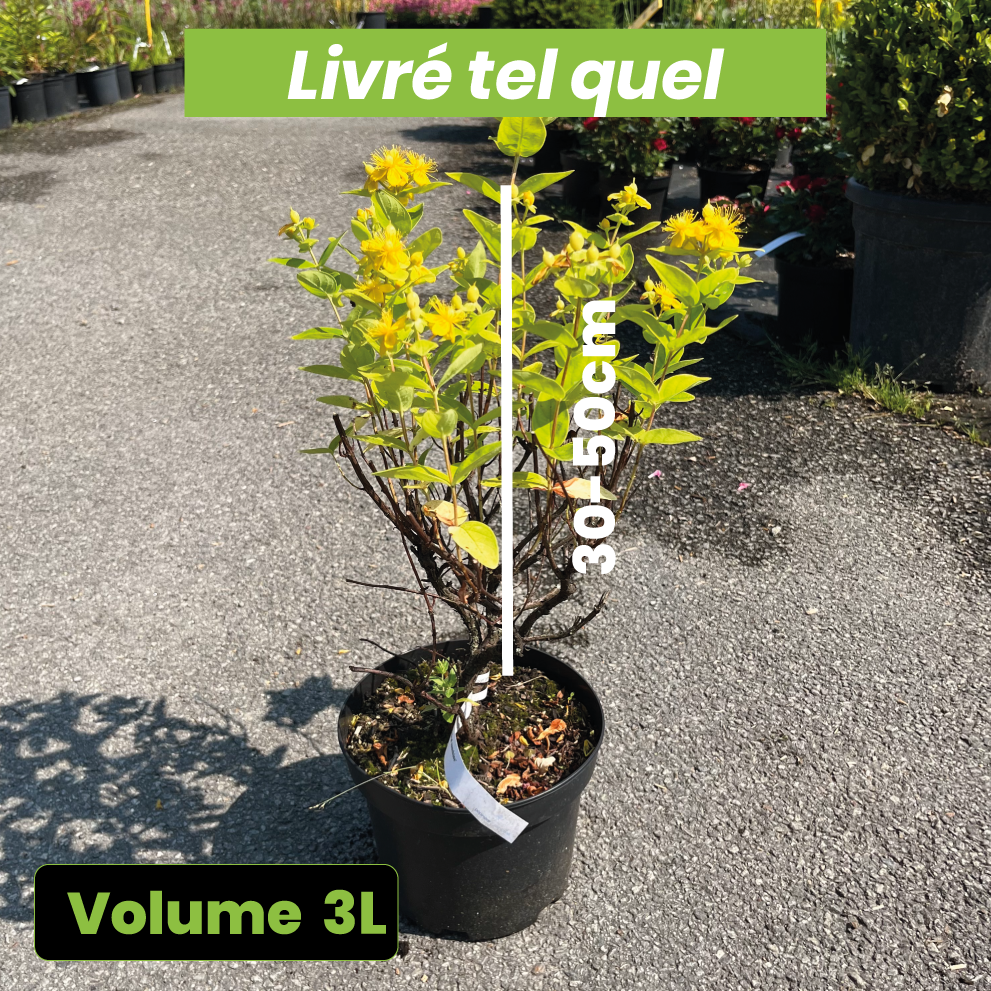 Hypericum Magical Sunshine - Millepertuis - Volume 3L / 30-50cm