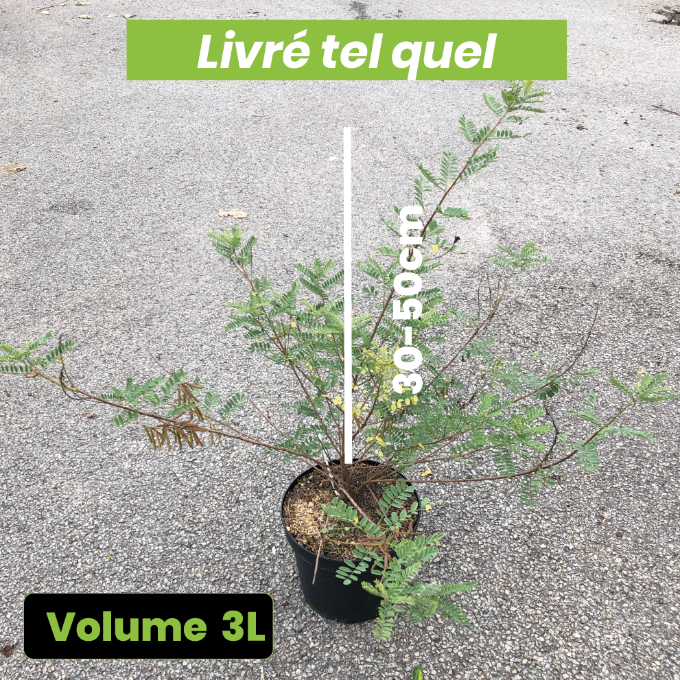 Indigofera Heterantha - Indigotier rose - Volume 3L / 30-50cm