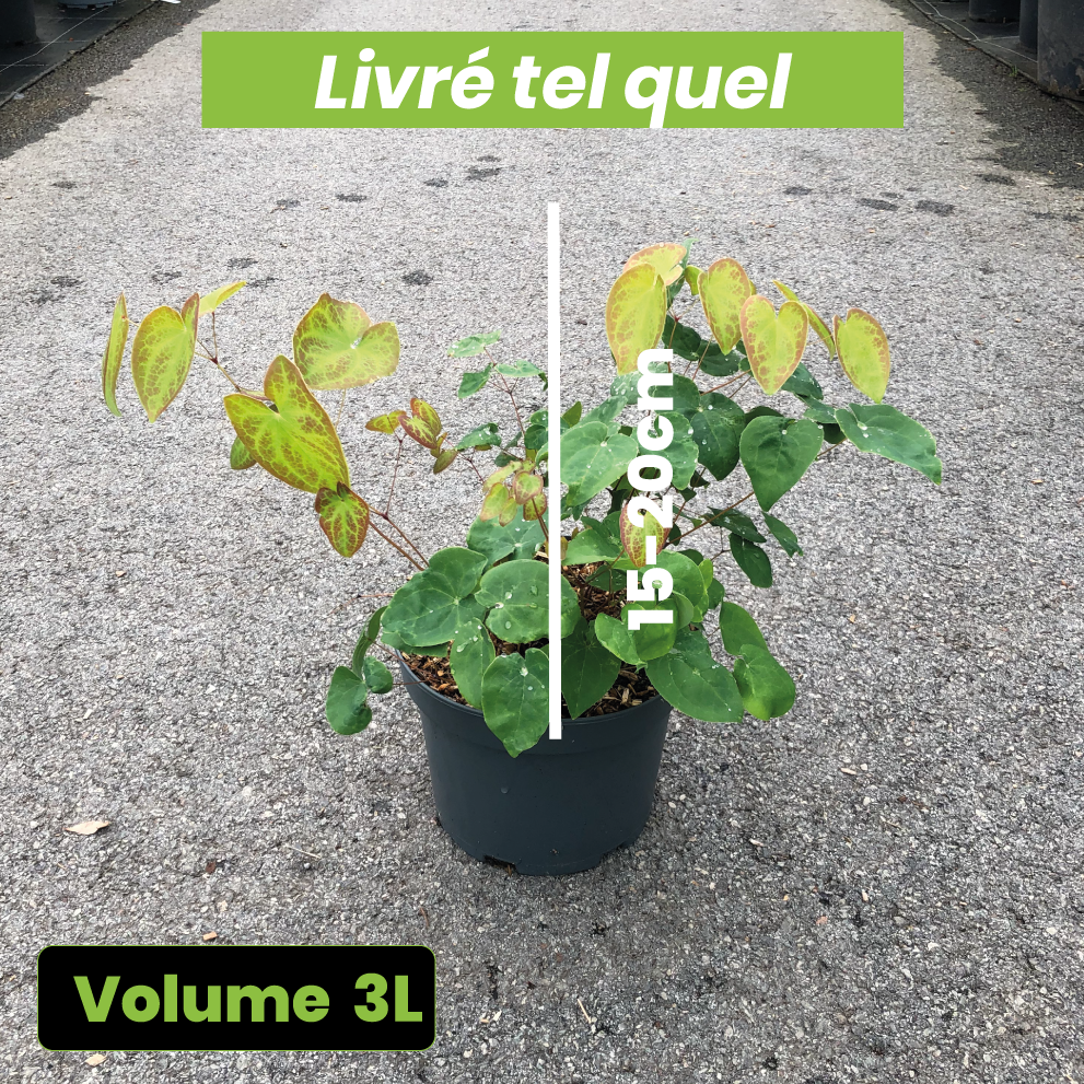 Epimedium Versicolor Sulphureum - Fleur des Elfes - Volume 3L / 15-20cm