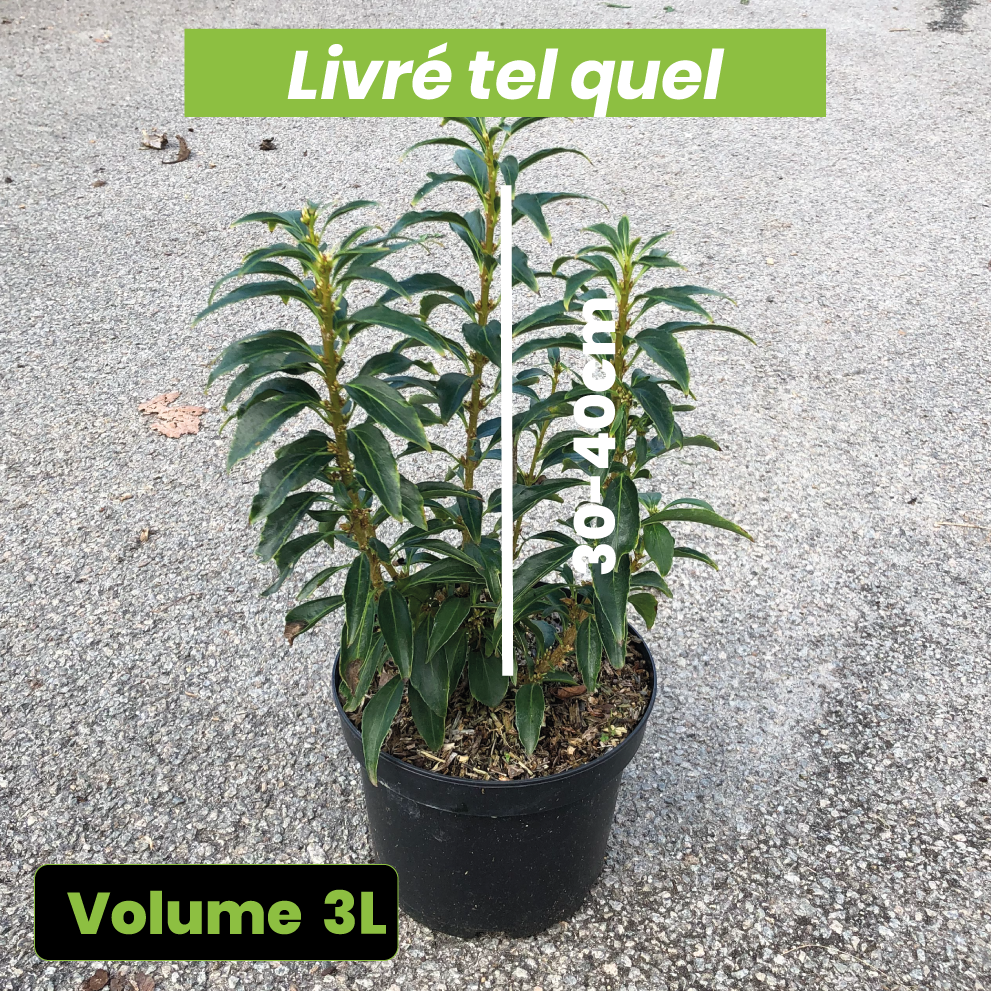 Forsythia x Intermedia Nimbus - Mimosa de Paris nain - Volume 3L / 30-40cm