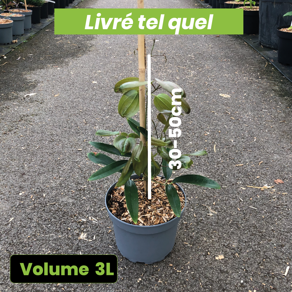 Clematis Armandii Snowdrift - Volume 3L / 30-50cm