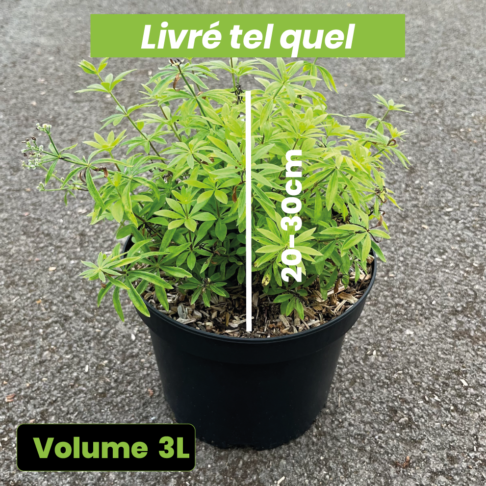 Galium Odoratum - Aspérule Odorante - Volume 3L / 20-30cm