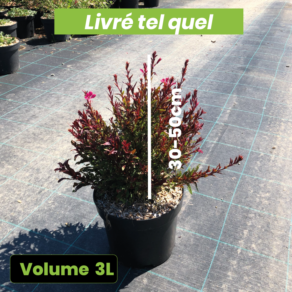 Gaura Lindheimeri Gaudi red - Volume 3L / 30-50cm