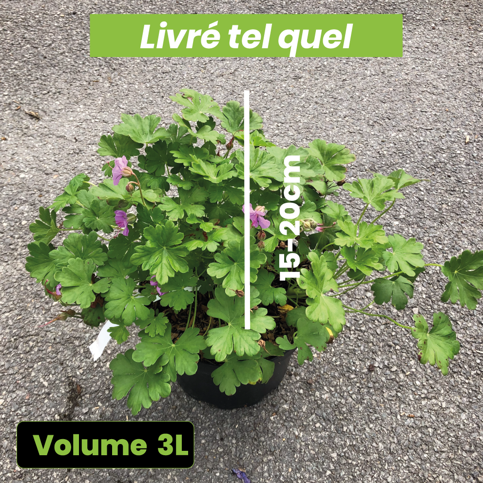 Geranium Cantabrigiense Cambridge - Volume 3L / 15-20cm