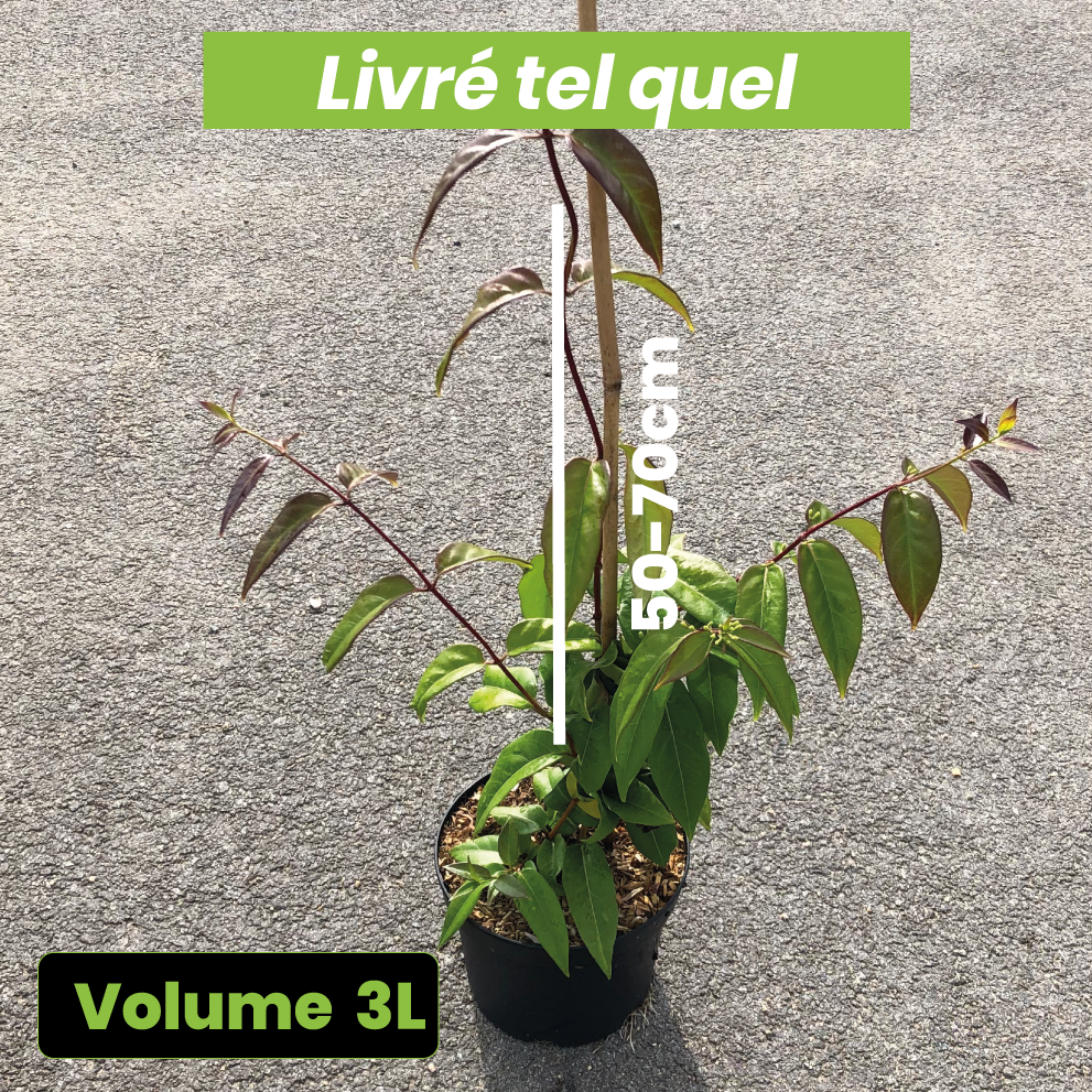 Lonicera Henryi Copper Beauty - Chèvrefeuille de Henry - Volume 3L / 50-70cm