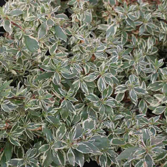 Abelia Chinensis Variegata - Volume 3L / 30-40cm