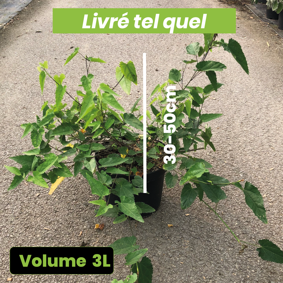 Abutilon Kentish Belle - Volume 3L / 30-50cm