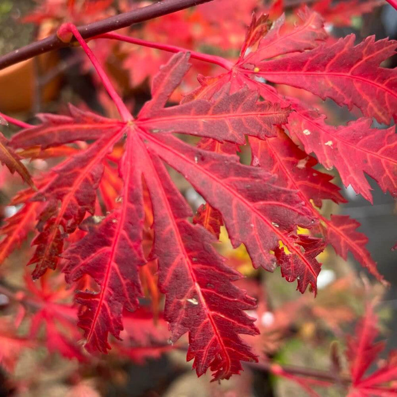 Acer Palmatum Ariadne - Érable du Japon - Volume 3L / 30-40cm