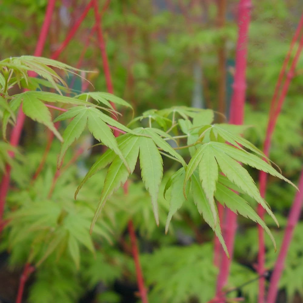 Acer palmatum "Beni Kawa" - Volume 3L / 40-60cm