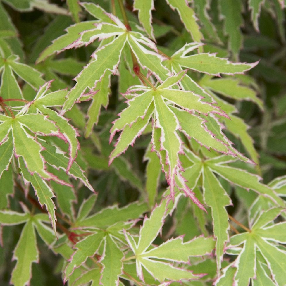Acer palmatum Butterfly - Volume 3L / 30-50cm