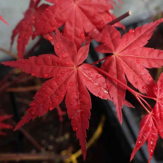 Acer Palmatum Deshojo - Érable du Japon - Volume 3L / 30-40cm