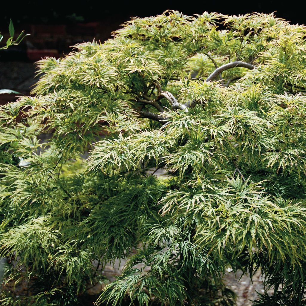Acer Palmatum Dissectum - Érable du Japon - Volume 3L / 20-30cm