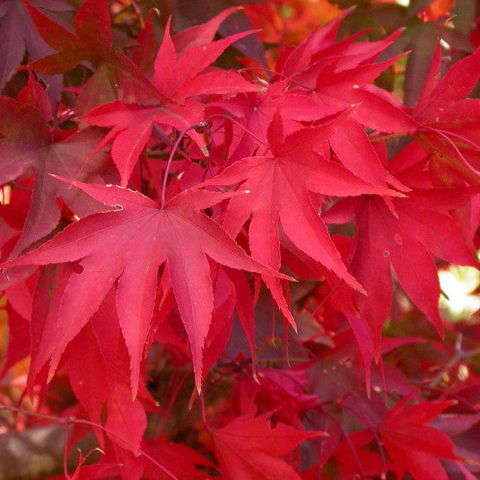 Acer Palmatum Okagami - Volume 3L / 30-50cm
