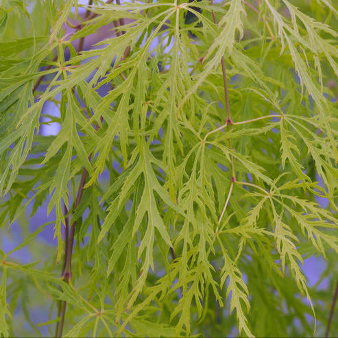 Acer Palmatum Dissectum Flavescens - Érable du Japon - Volume 3L / 30-40cm