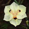 Dietes Iridioides - Volume 3L / 40-60cm