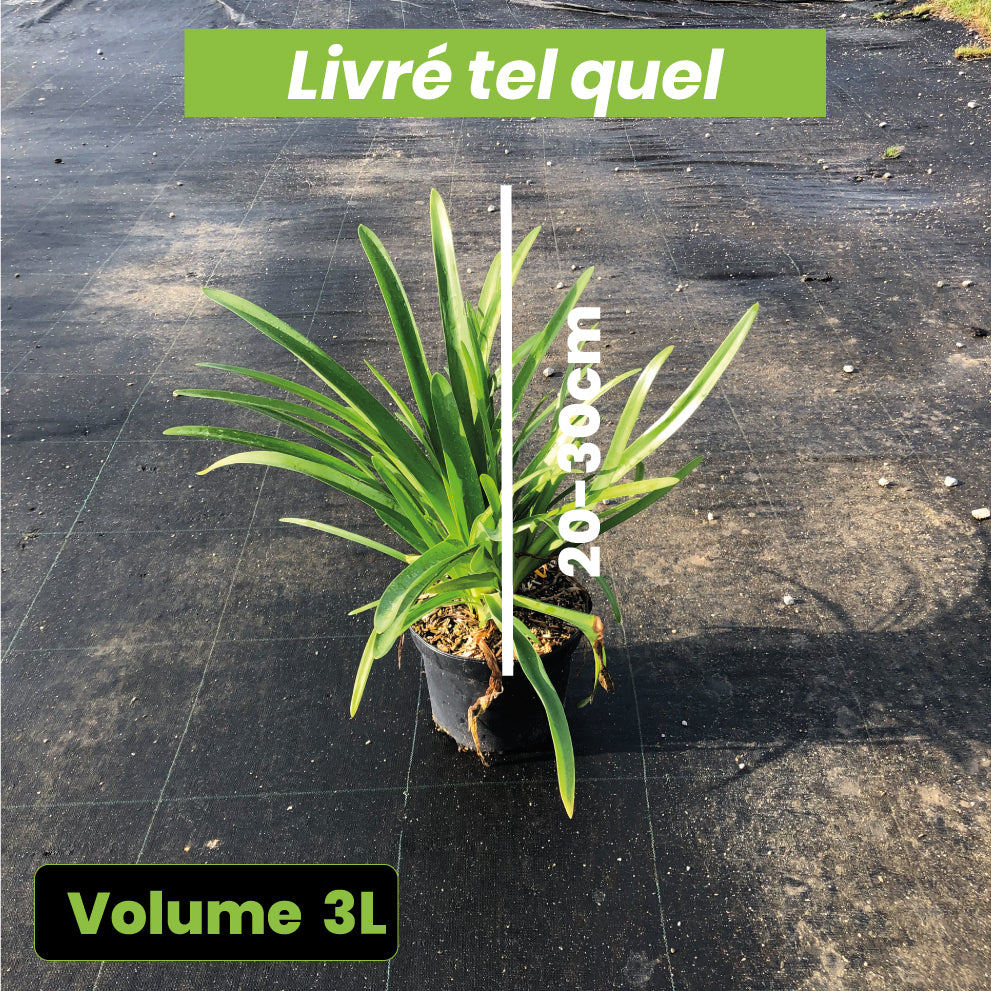 Agapanthus Africanus Blue - Volume 3L / 20-30cm