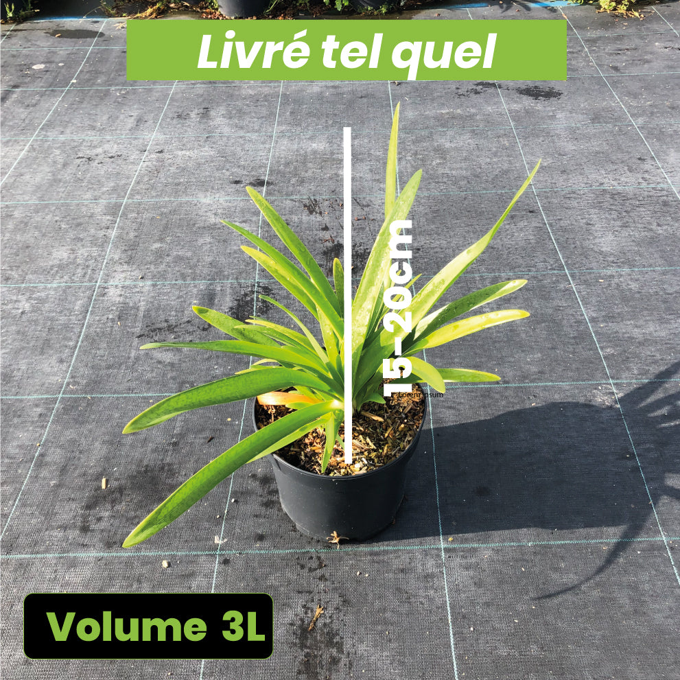 Agapanthus Umbellatus Alba - Volume 3L / 15-20cm