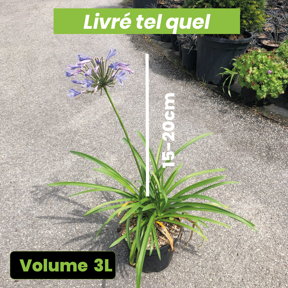 Agapanthus Pitchoune Blue - Volume 3L / 15-20cm
