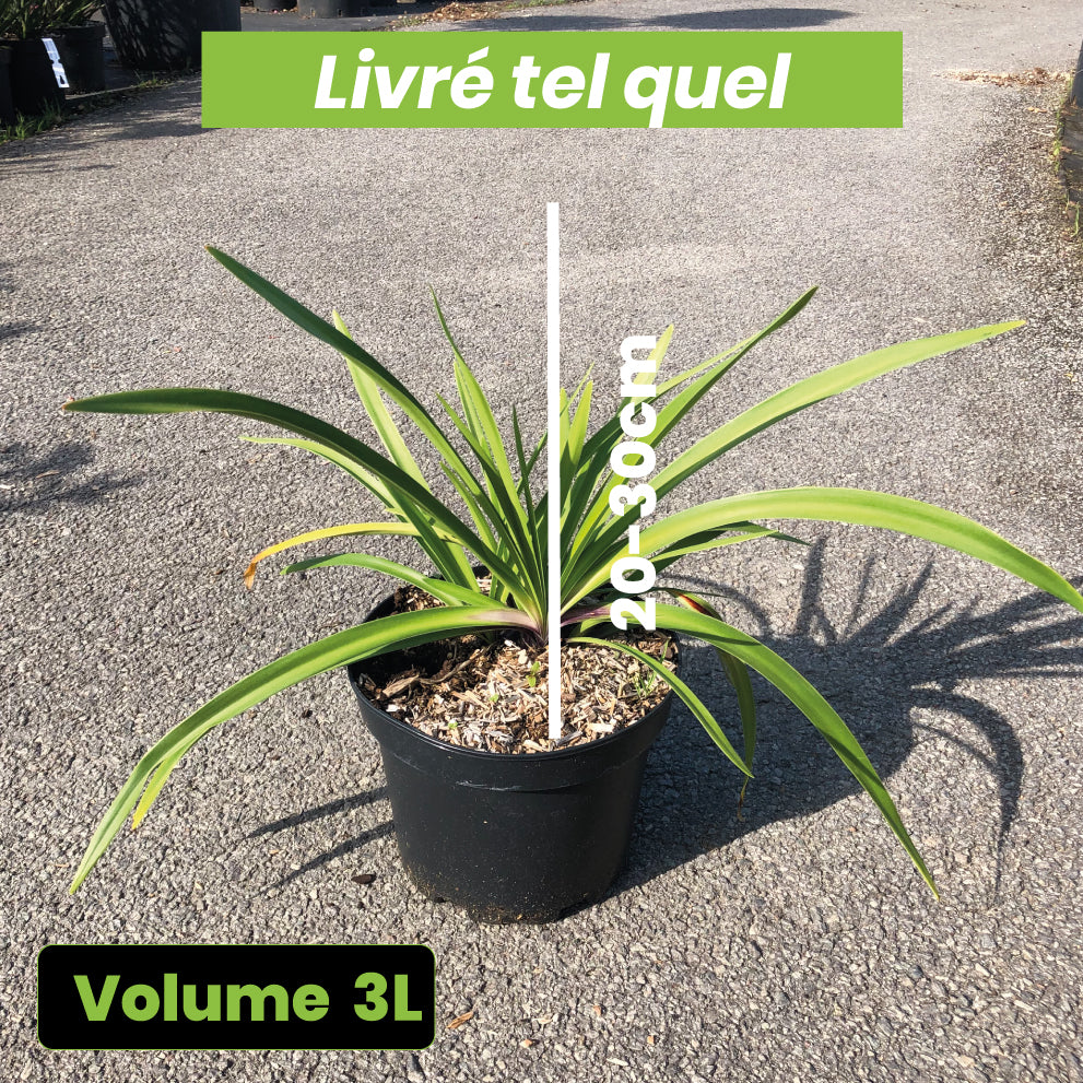 Agapanthus Navy Blue - Volume 3L / 20-30cm