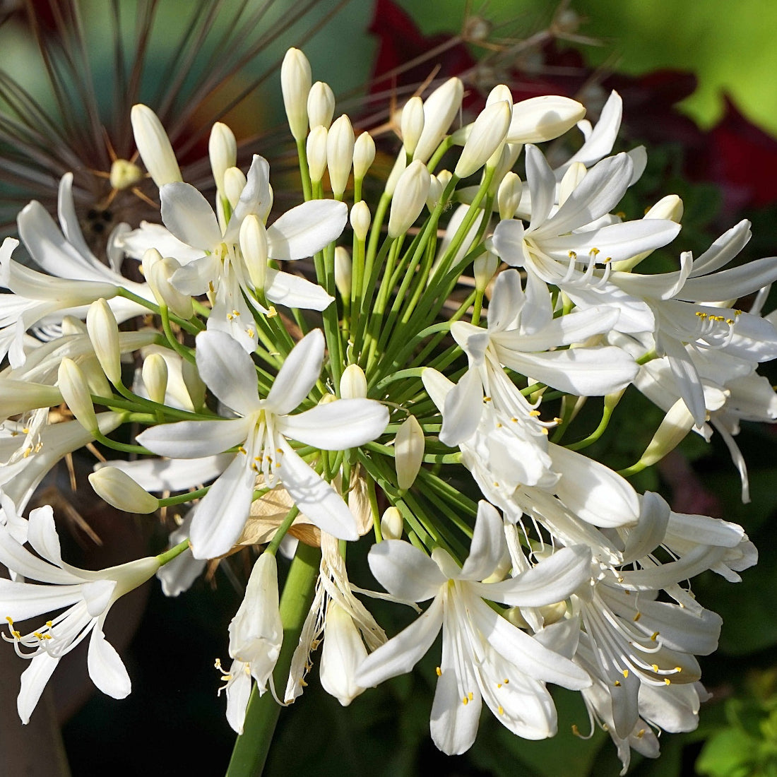 Agapanthus Petit Eskimo - Volume 3L / 15-20cm