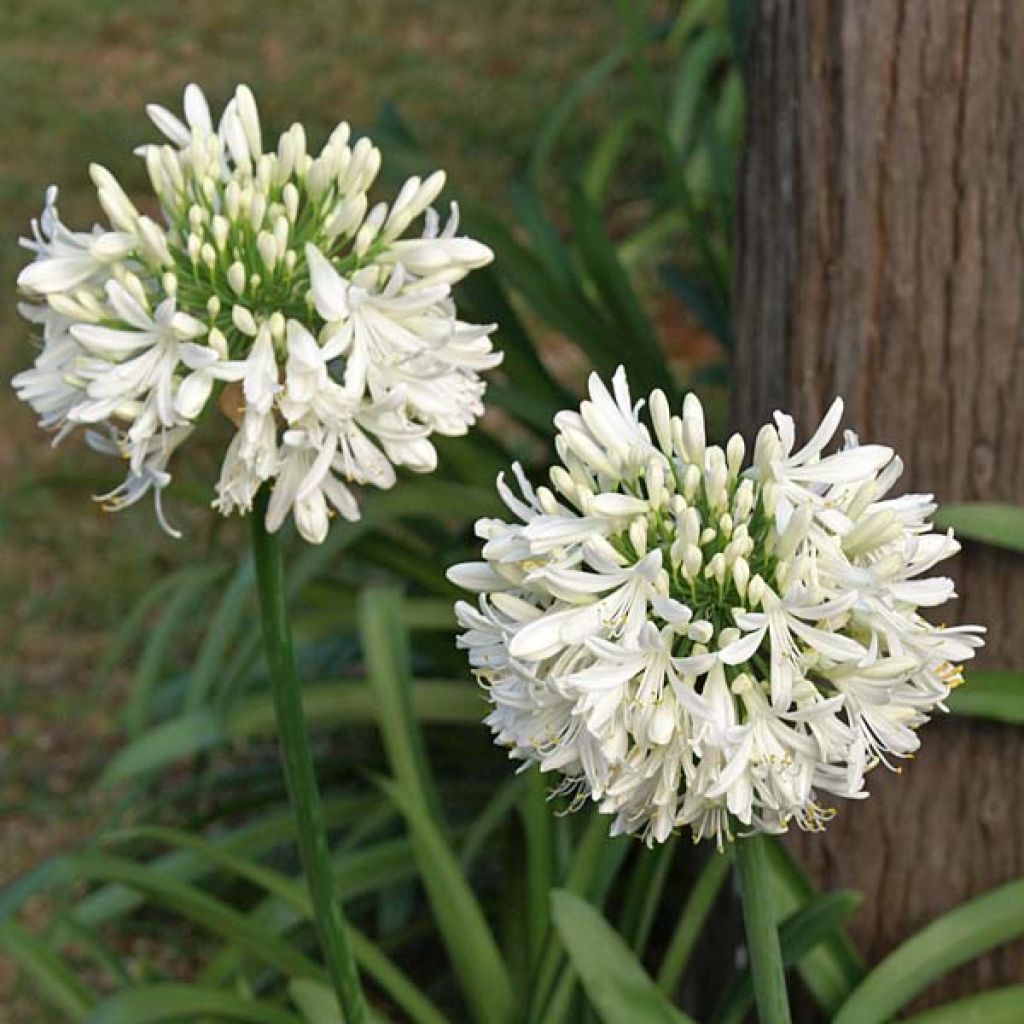 Agapanthus Umbellatus Alba - Volume 3L / 15-20cm