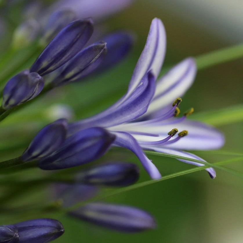 Agapanthus Lapis Lazuli - Volume 3L / 15-20cm