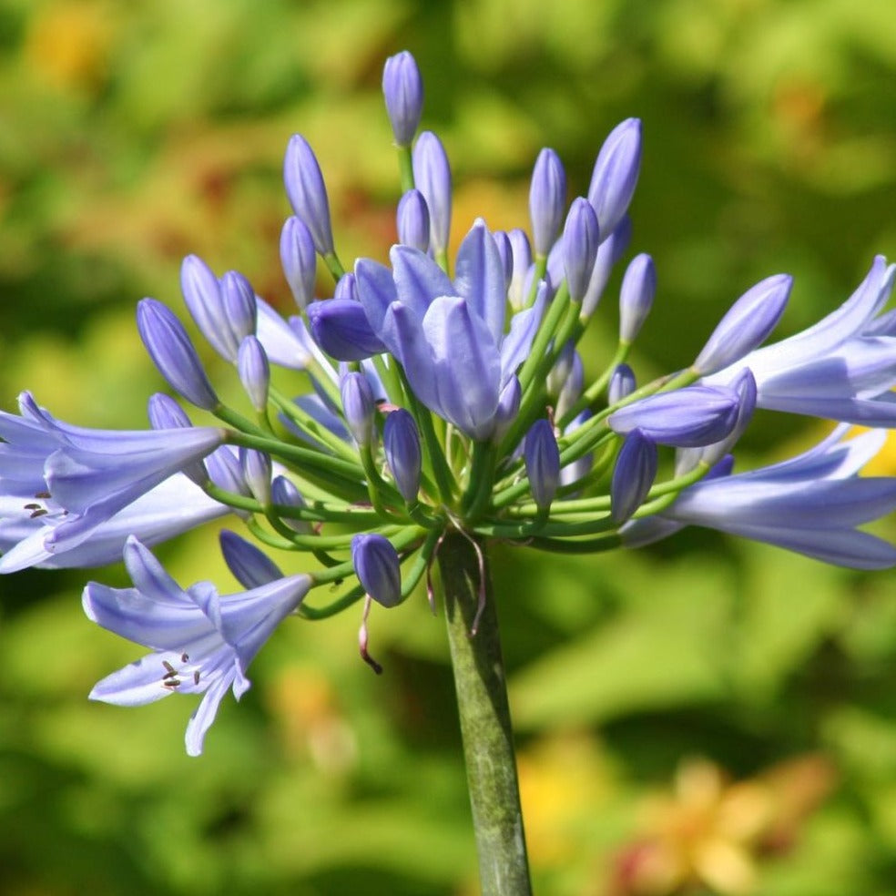 Agapanthus Pitchoune Blue - Volume 3L / 15-20cm