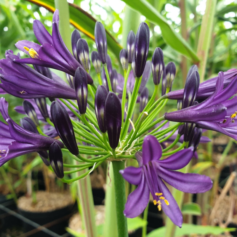 Agapanthus Pitchoune Violet - Volume 3L / 15-20cm